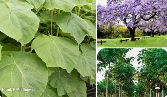 paulownia.jpg