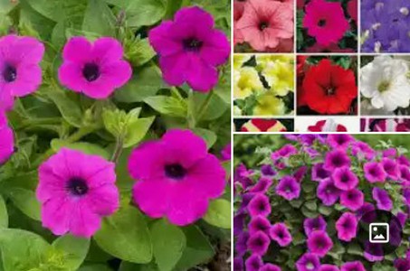 PETUNIA.jpg