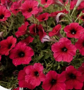 PETUNIA_FIRE_CHIEF.jpg