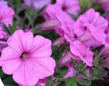 PETUNIA_ROSE_DE_HAVEN.jpg