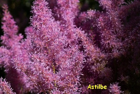 ASTILBE.jpg