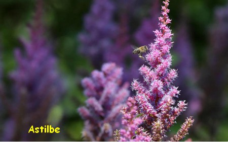 ASTILBE_2.jpg