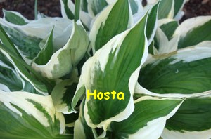 HOSTA2.jpg