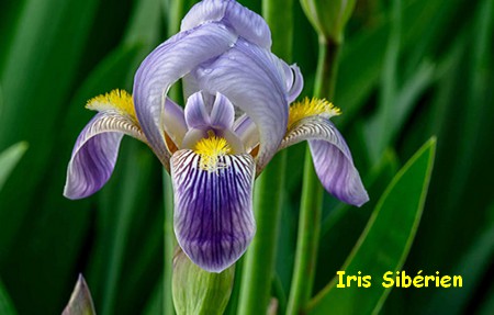 IRIS_SIBERIEN.jpg