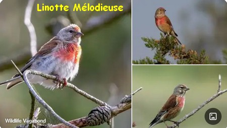 LINOTTE_MELODIEUSE.jpg