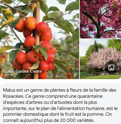 POMMIER_FLEURS.jpg