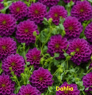 DAHLIA2.jpg