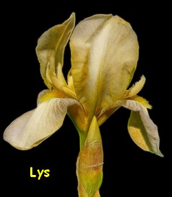 LYS3.jpg