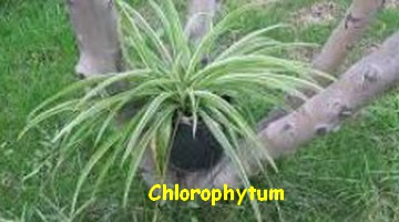 CHLOROPHYTUM.jpg