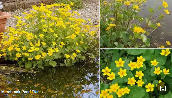 CALTHA_PALUSTRIS.jpg