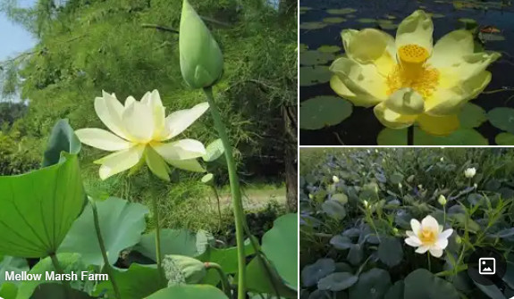 NELUMBO_LUTEA.jpg