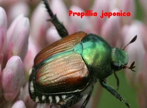 POPILLIA_JAPONICA_agriculture_gouv_fr.webp