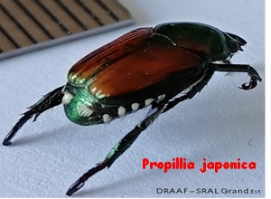 SCARABEE_JAPONAIS_01.jpg
