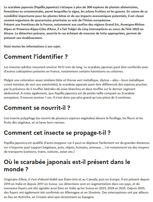 SCARABEE_JAPONAIS_03.jpg