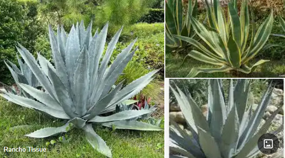 AGAVE.jpg