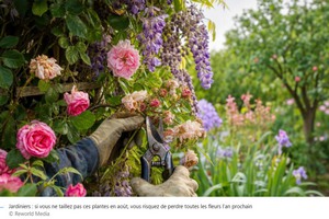 Taillez_les_plantes.jpg