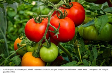 TOMATE2.jpg