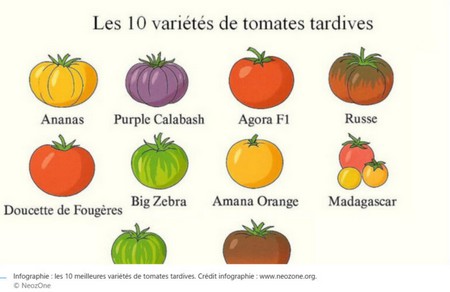 TOMATES_TARDIVES.jpg