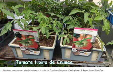 TOMATE_NOIRE_CRIMEE.jpg