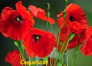 COQIELICOT.jpg