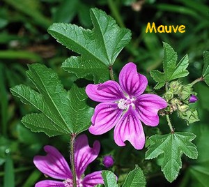 MAUVE.jpg