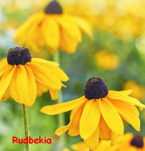 RUDBEKIA.jpg