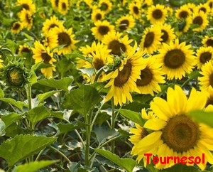 TOURNESOL.jpg