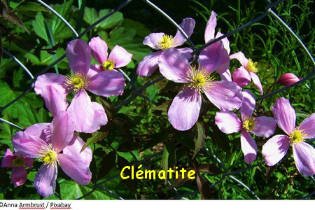 clematite.jpg