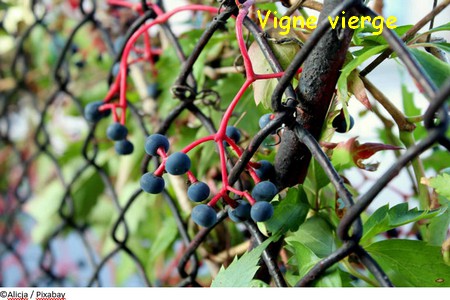 vigne_vierge.jpg