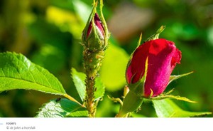 ROSIERS_MENACES.jpg
