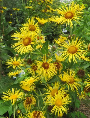 Inula_helenium.jpg