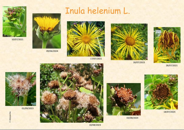 Inula_helenium_1.jpg