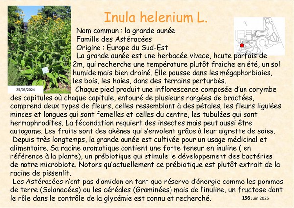 Inula_helenium_2.jpg