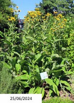 inula_1.jpg