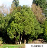 Thuya_orientalis_1.jpg