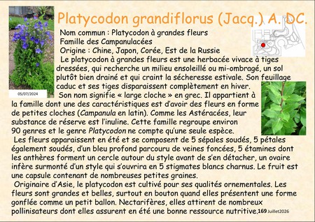 Platycodon_grandiflorus_08.jpg