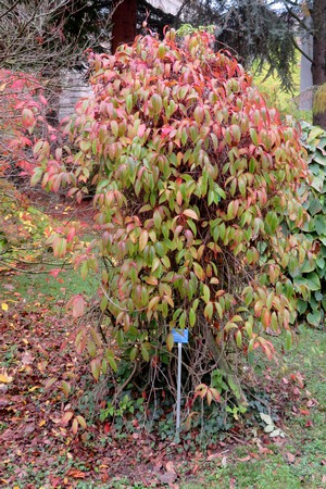 Kadsura_japonica_01.jpg