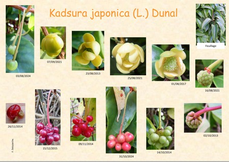 Kardsura_japonica_04.jpg