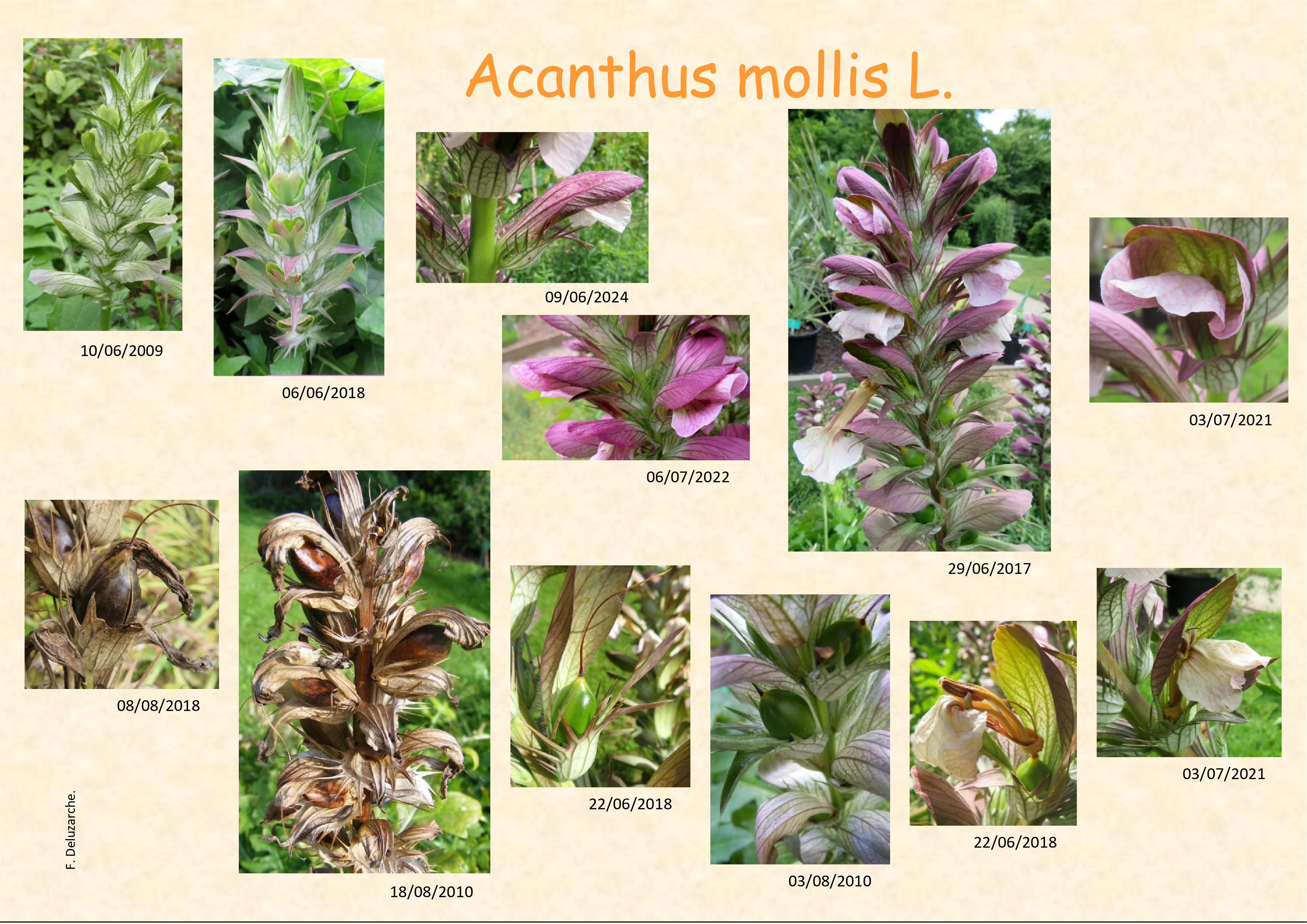 Acanthus_mollis_0.jpg