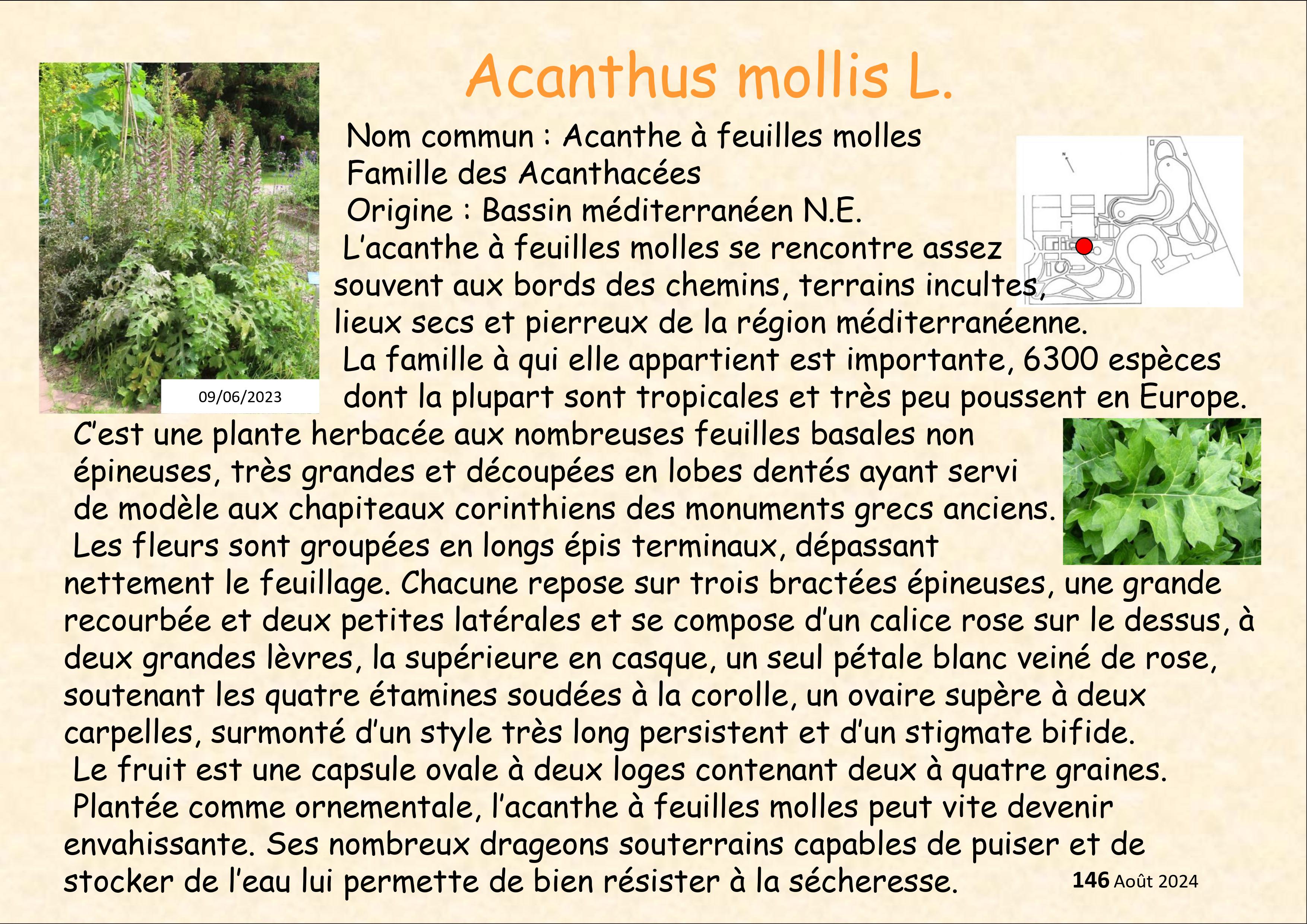 Acanthus_mollis_1.jpg