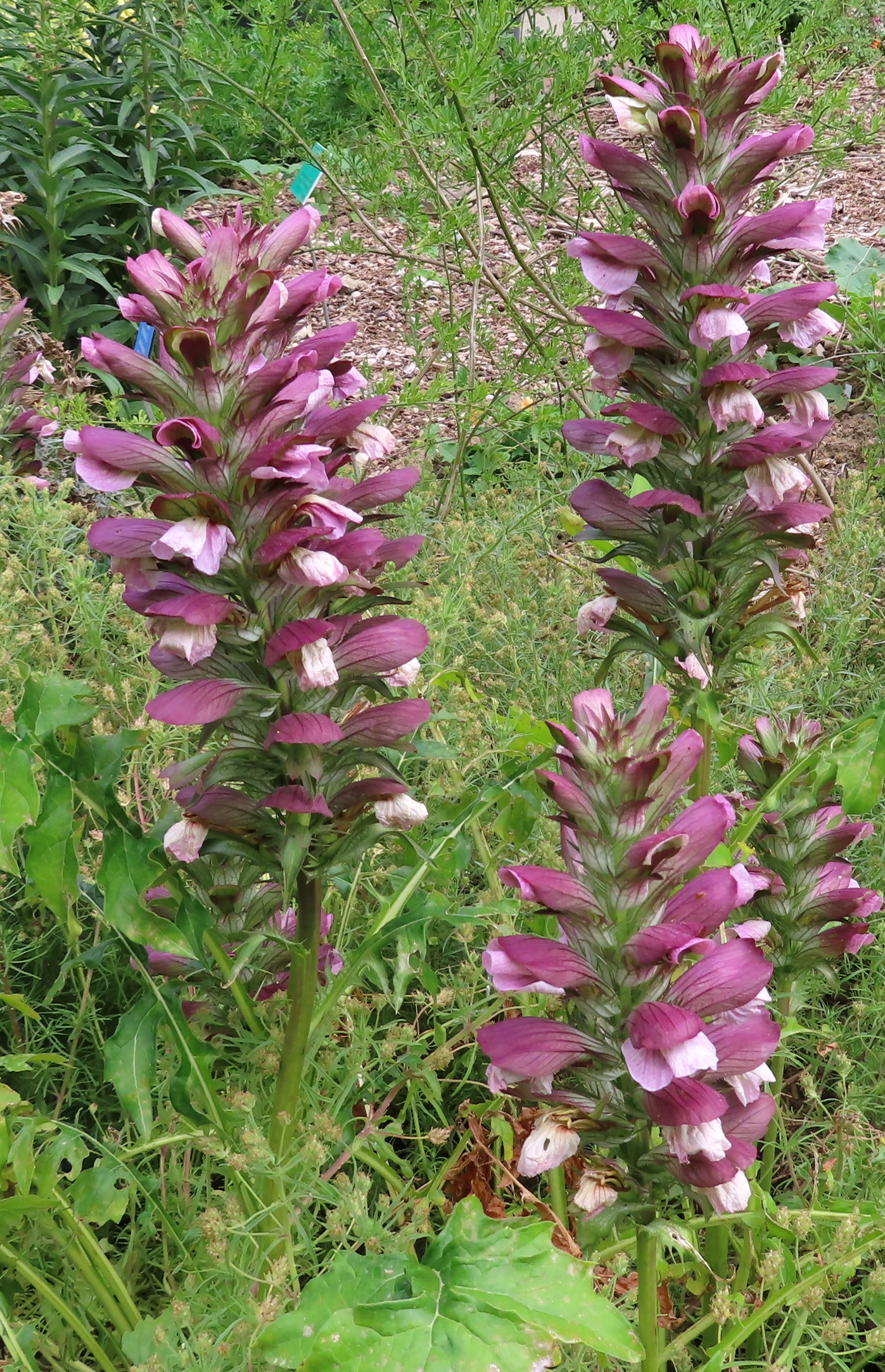 Acanthus_mollis_7.jpg