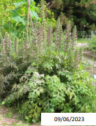 acanthus_mollis_3.jpg