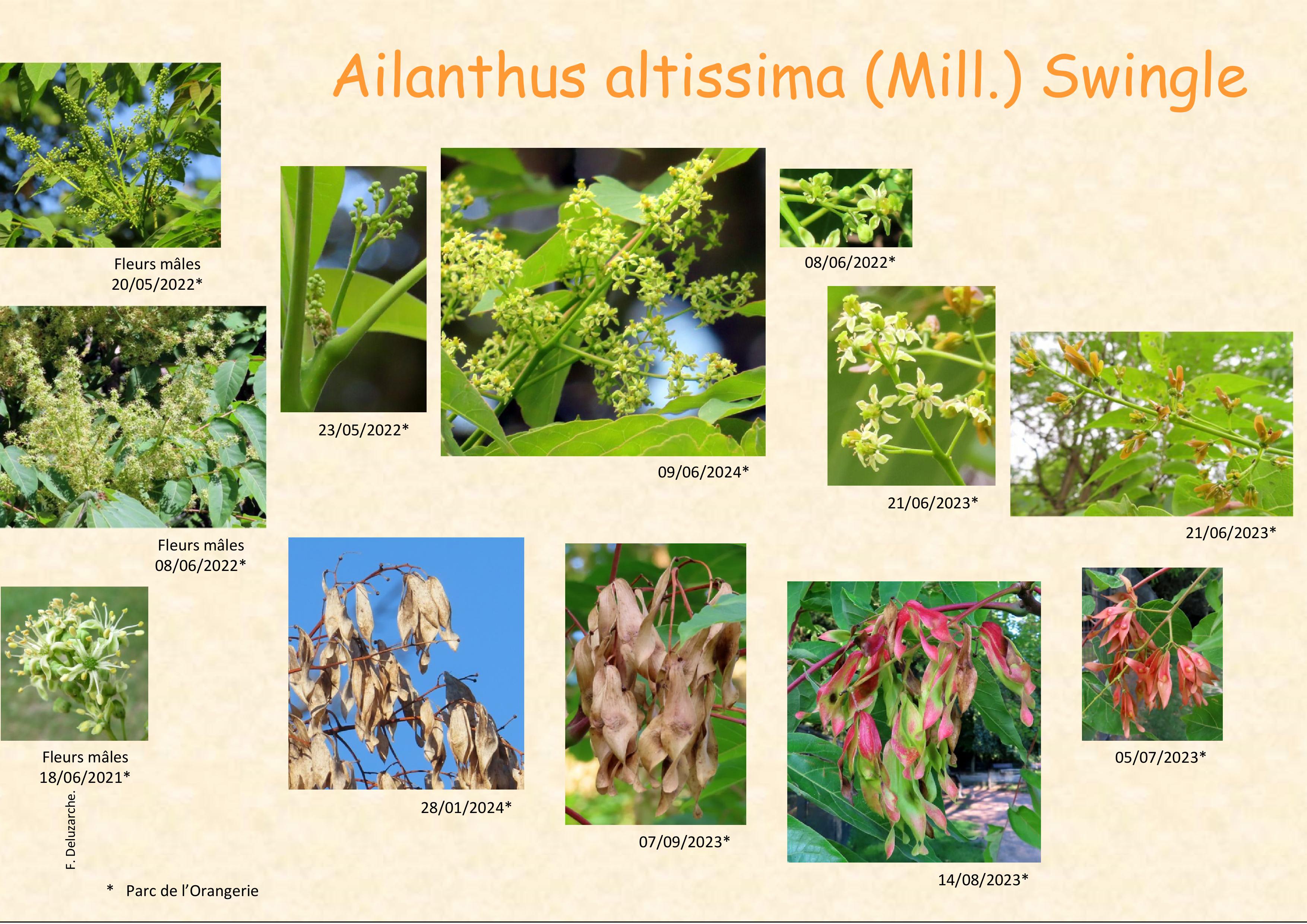 Ailanthus_altissima_1.jpg