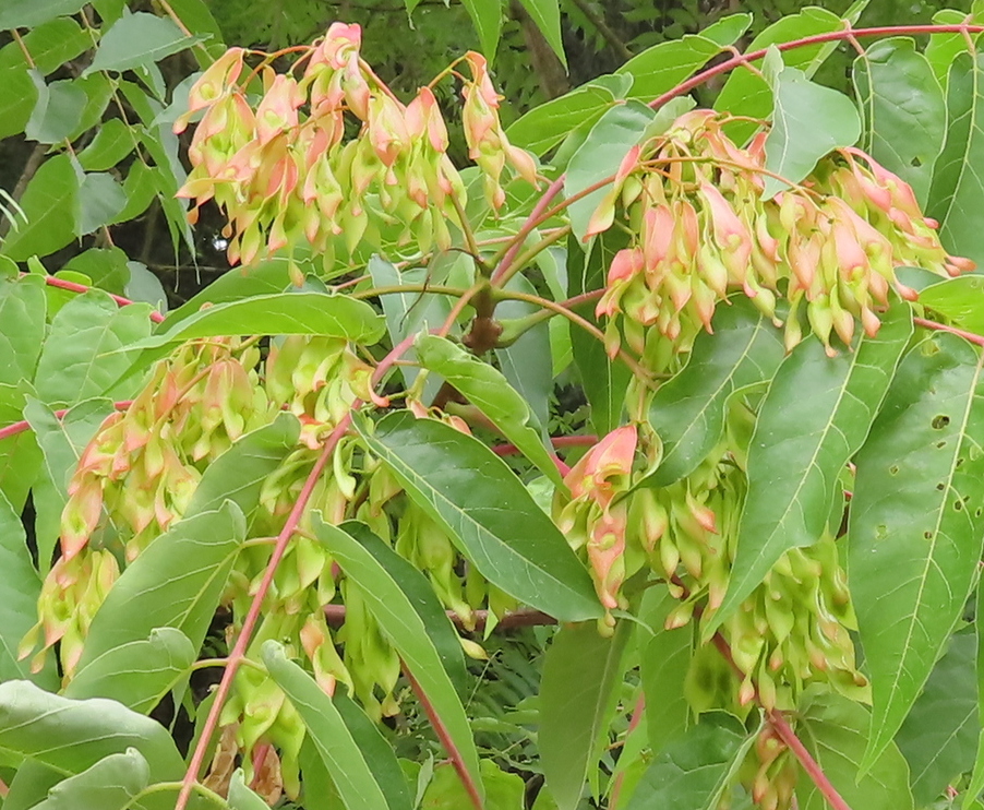 Ailanthus_altissima_3.JPG