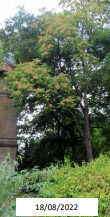 Ailanthus_altissima_4.jpg