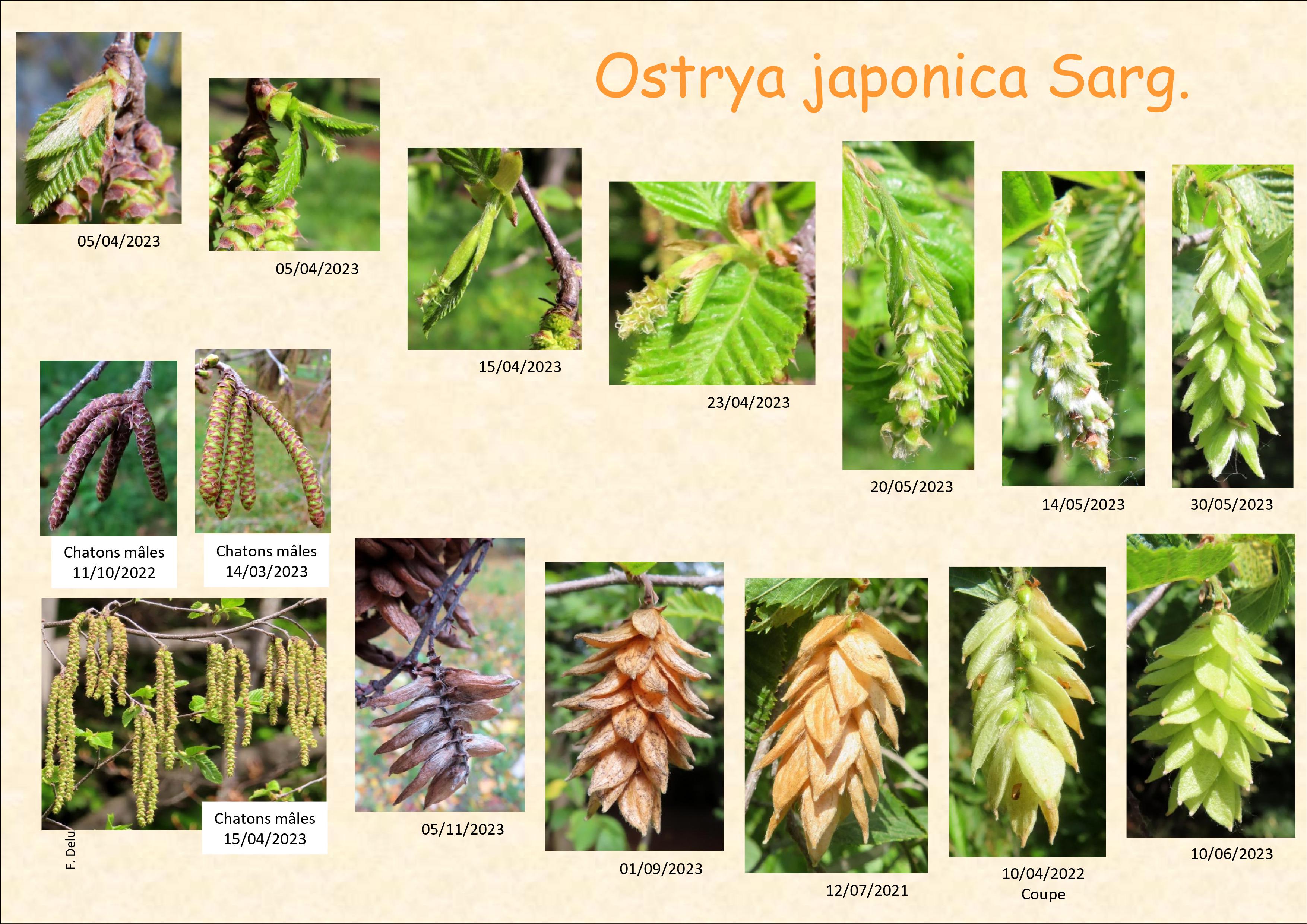 Ostrya_japonica_images_0.jpg