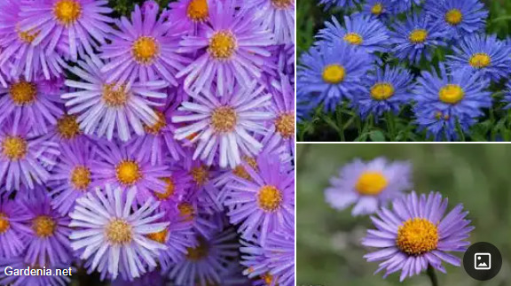 ASTER_DES_ALPES.jpg