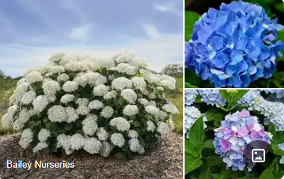 HORTENSIA.jpg