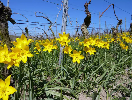 TULIPE_DES_VIGNES.jpg